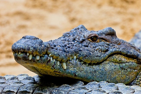 Dubai Crocodile Park