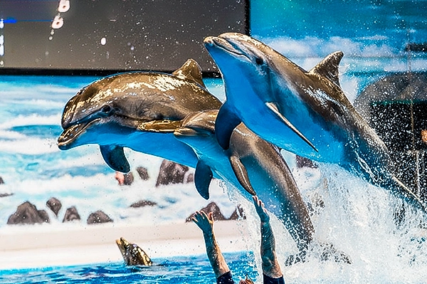 Dubai Dolphin Show Tickets